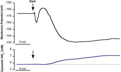 Short-Term Response of Cytosolic NO3− to Inorganic Carbon Increase in Posidonia oceanica Leaf Cells